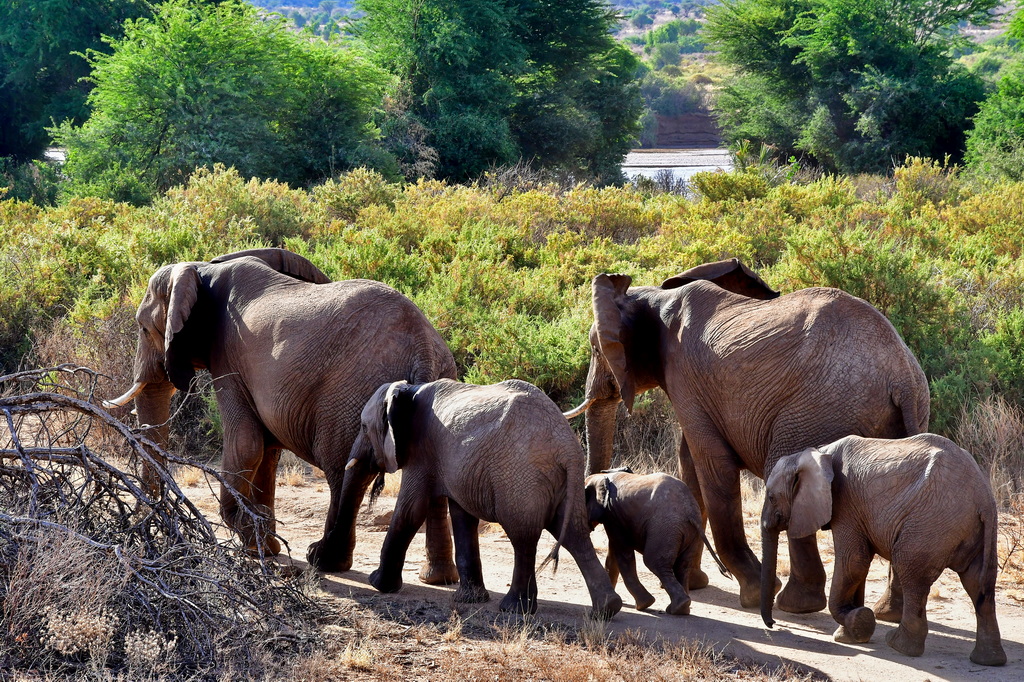 Buffalo Springs Nat. Reserve